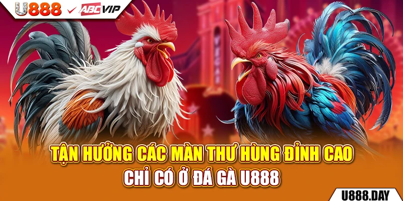 Tận hưởng các màn thư hùng đỉnh cao chỉ có ở Đá Gà U888